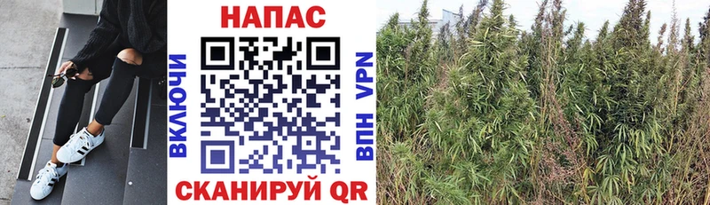 Бошки Шишки MAZAR Родники